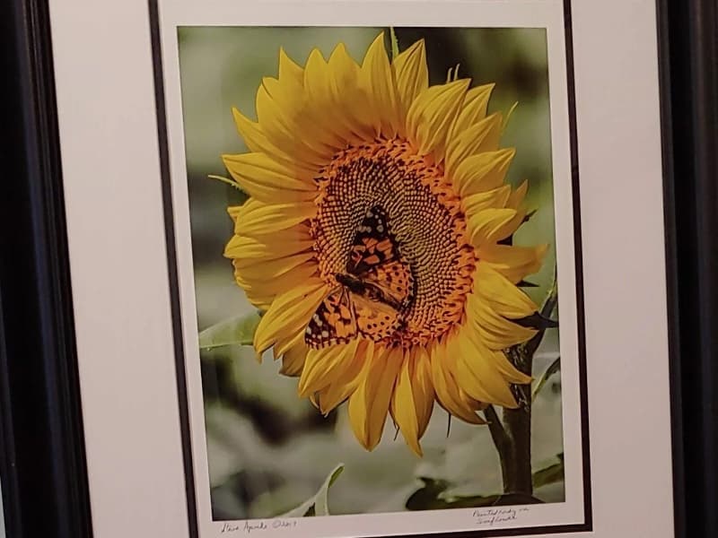 A framed photograph of a sunflower with a butterfly resting on its petals.