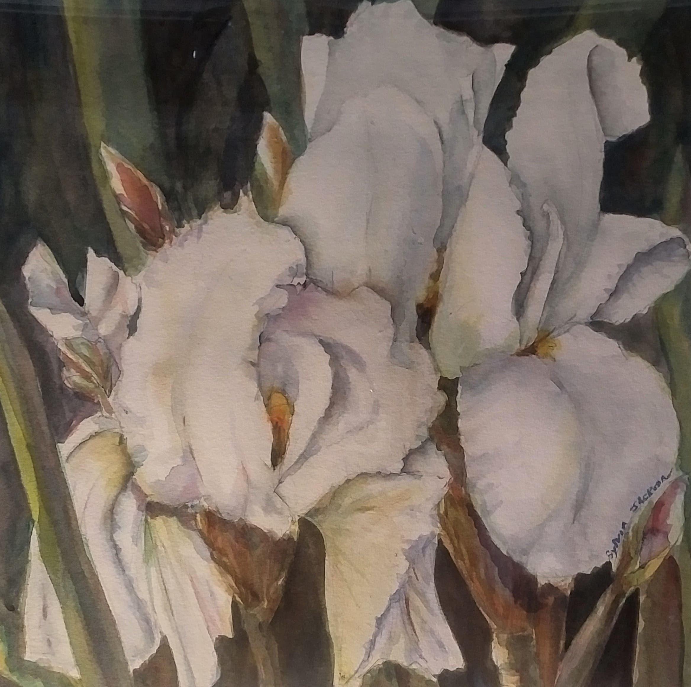 A close-up watercolor painting of white iris flowers surrounded by green foliage.